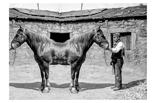 Adam Broomberg, Pushme Pullyou, 2025