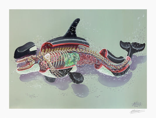 Nychos, Dissection of an Orca, 2023